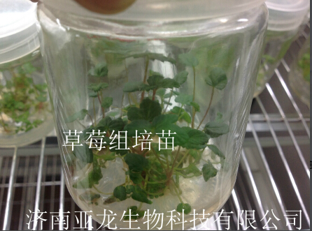 济南亚龙生物科技有限公司