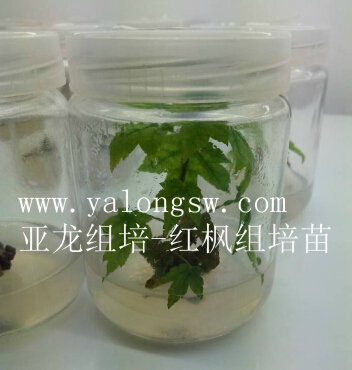 济南亚龙生物科技有限公司