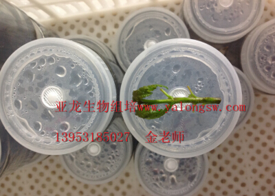 济南亚龙生物科技有限公司 济南亚龙生物科技有限公司