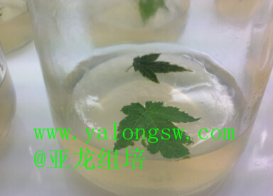 济南亚龙生物科技有限公司 济南亚龙生物科技有限公司